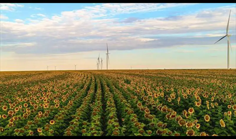  Parque eólico entre girasoles